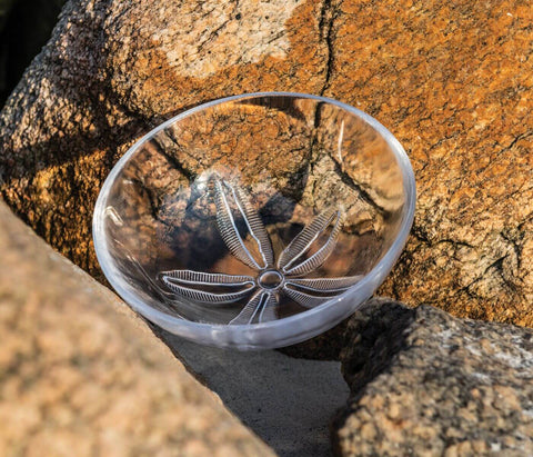 Sand Dollar Bowl - M