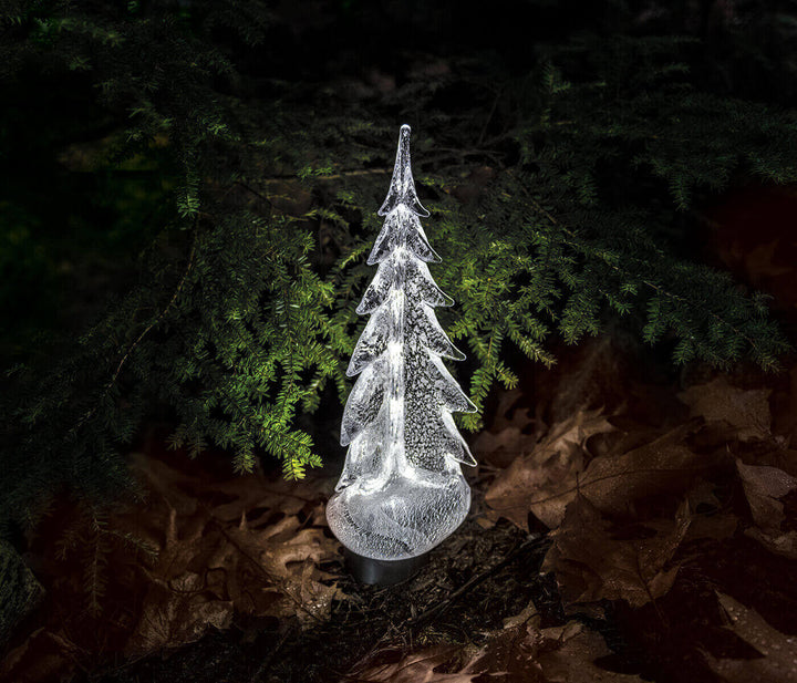 Silver Leaf Evergreen