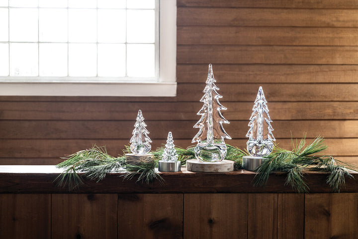 Silver Leaf Evergreen